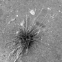 touffe-d-herbe-sur-un-trottoir_400.png